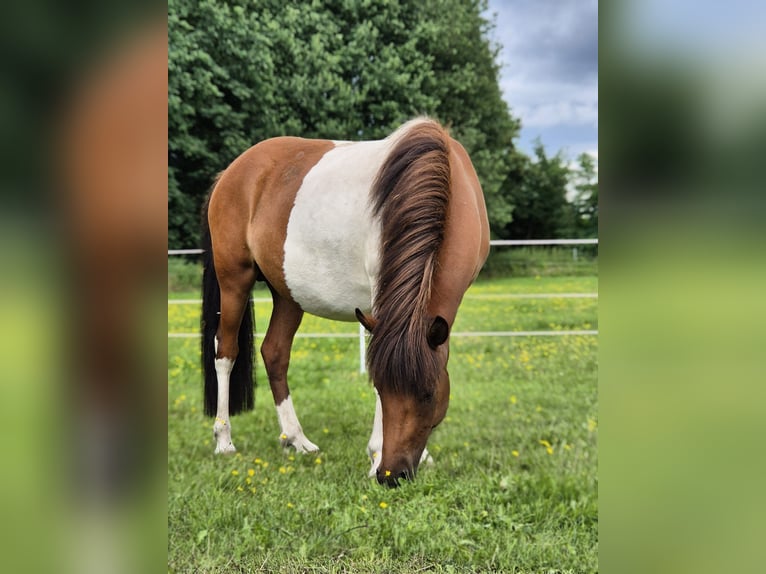 Caballos islandeses Yegua 5 años 134 cm Pío in Bielefeld