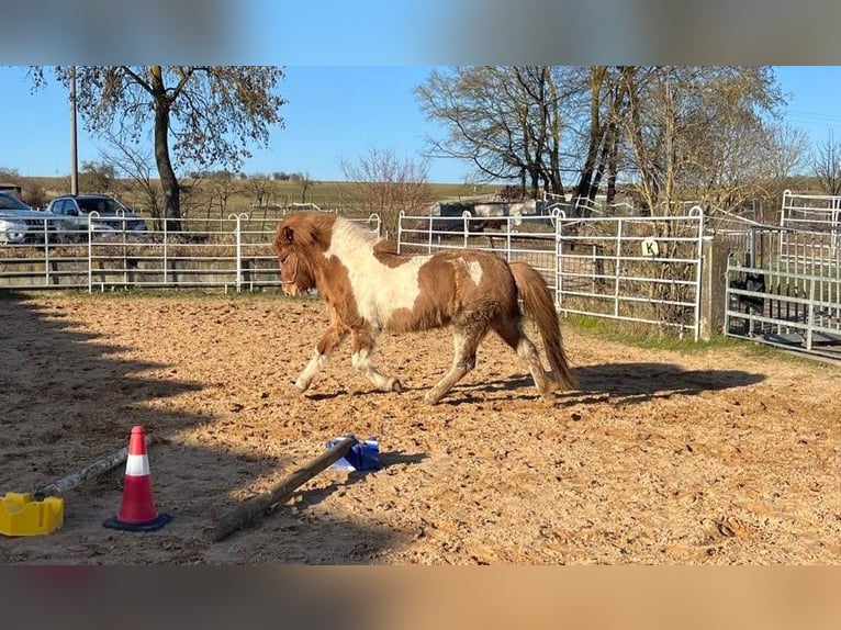 Caballos islandeses Yegua 5 años 134 cm Pío in Wassertrüdingen