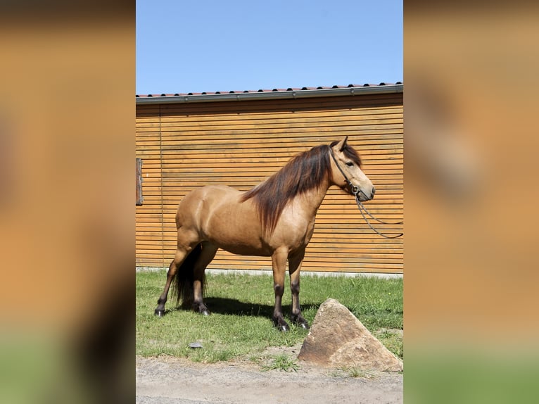 Caballos islandeses Yegua 5 años 136 cm Buckskin/Bayo in Soltau