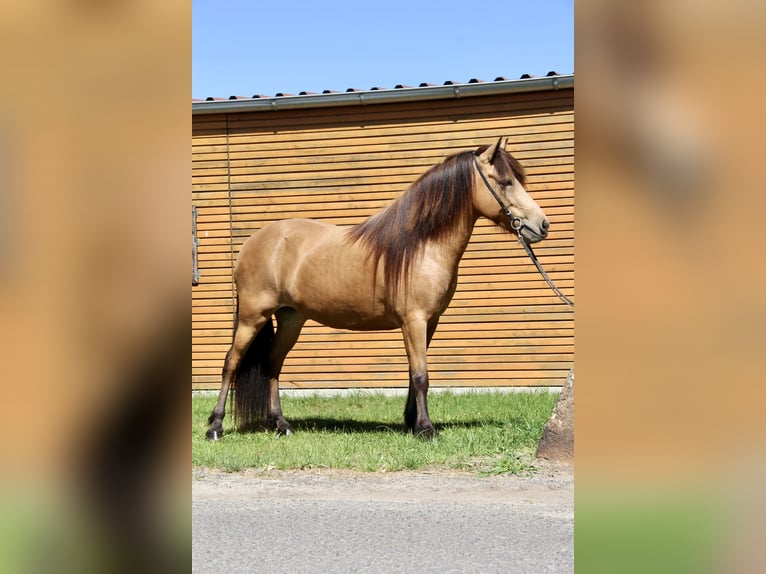 Caballos islandeses Yegua 5 años 136 cm Buckskin/Bayo in Soltau