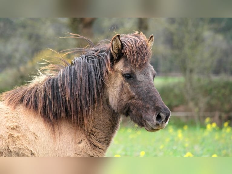 Caballos islandeses Yegua 5 años 136 cm Grullo in GOVEN