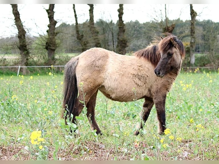 Caballos islandeses Yegua 5 años 136 cm Grullo in GOVEN