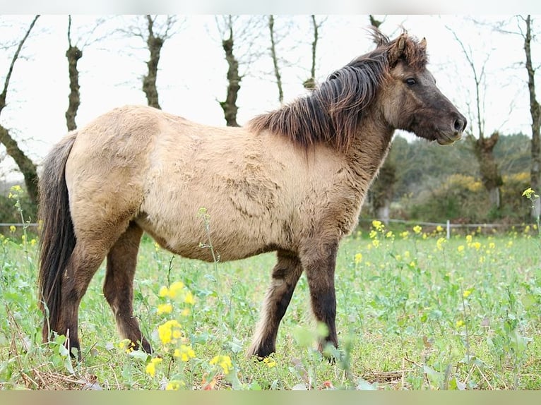 Caballos islandeses Yegua 5 años 136 cm Grullo in GOVEN