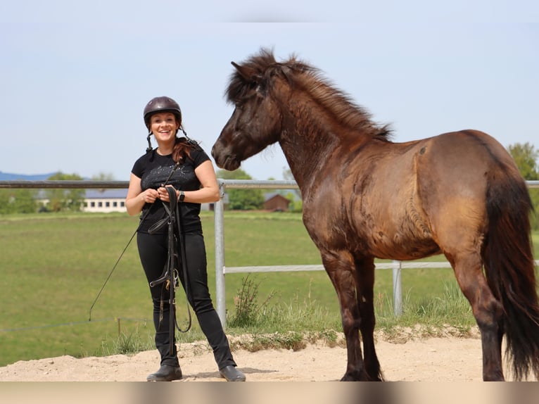 Caballos islandeses Yegua 5 años 136 cm Morcillo in Kumhausen