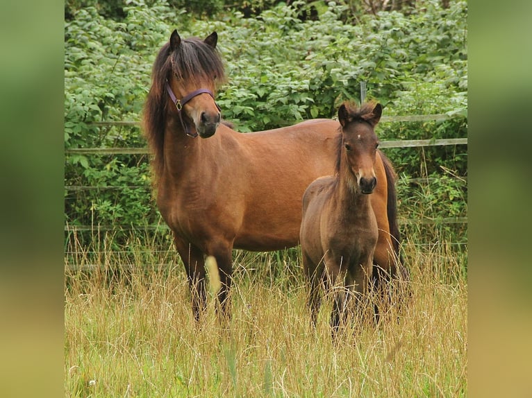 Caballos islandeses Yegua 5 años 137 cm Castaño in Saarland