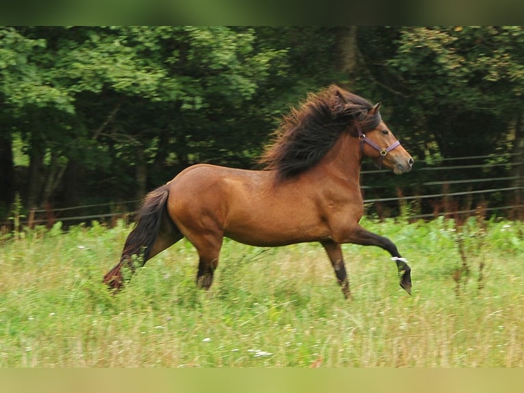 Caballos islandeses Yegua 5 años 137 cm Castaño in Saarland