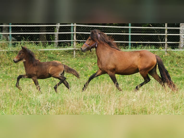 Caballos islandeses Yegua 5 años 137 cm Castaño in Saarland