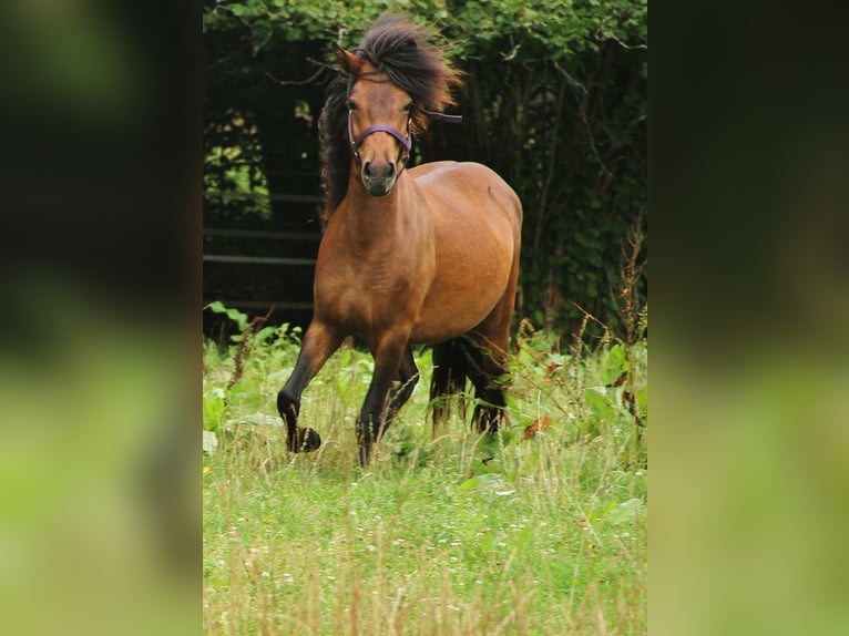 Caballos islandeses Yegua 5 años 137 cm Castaño in Saarland