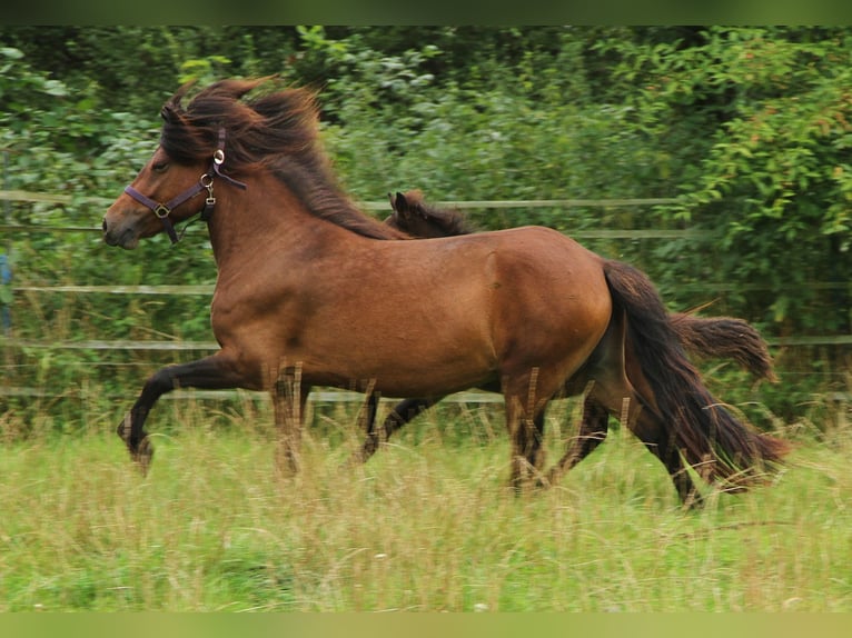 Caballos islandeses Yegua 5 años 137 cm Castaño in Saarland