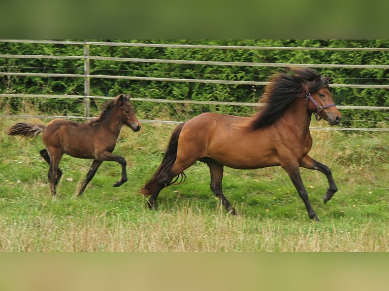 Caballos islandeses Yegua 5 años 137 cm Castaño in Saarland