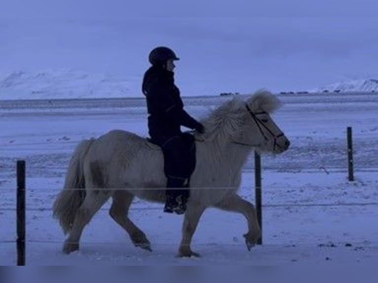 Caballos islandeses Yegua 5 años 137 cm Palomino in Schneverdingen