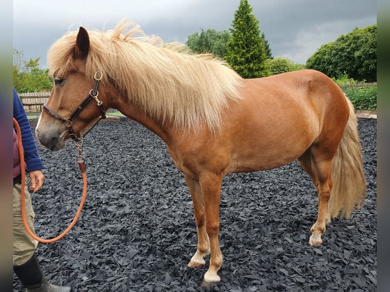 Caballos islandeses Yegua 5 años 138 cm Alazán in Heeslingen OT Boitzen