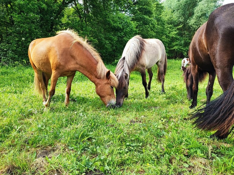 Caballos islandeses Yegua 5 años 138 cm Alazán in Heeslingen OT Boitzen