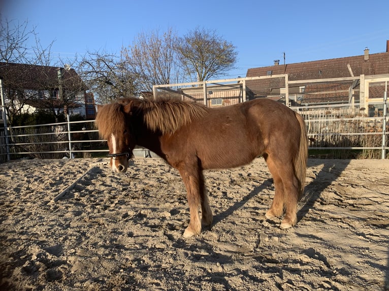 Caballos islandeses Yegua 5 años 138 cm Alazán in Calw