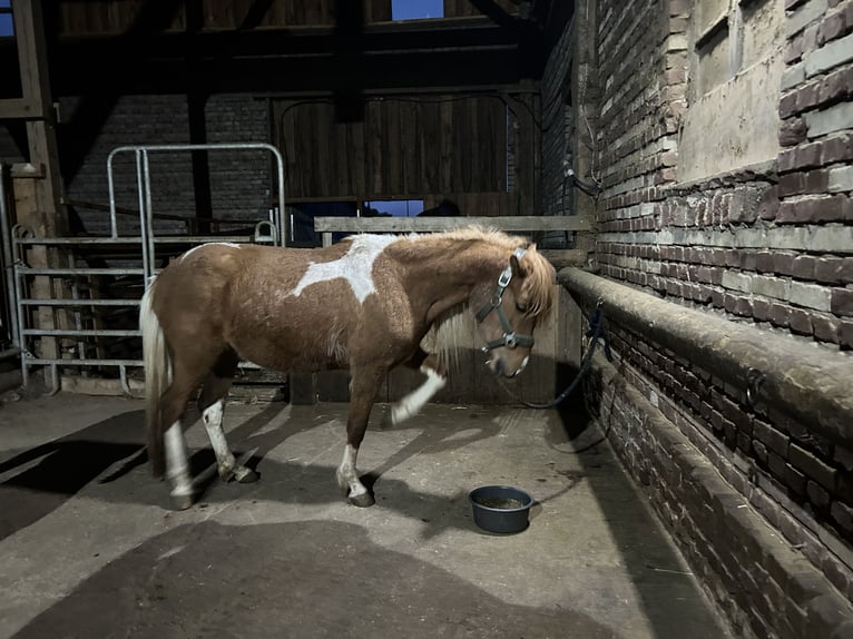 Caballos islandeses Mestizo Yegua 5 años 138 cm Alazán in Münster