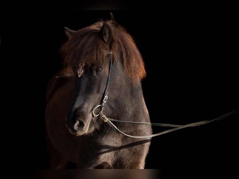 Caballos islandeses Yegua 5 años 138 cm Morcillo in Neuching