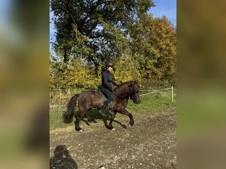 Caballos islandeses Yegua 5 años 138 cm Negro in Kumhausen