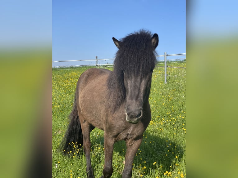 Caballos islandeses Yegua 5 años 138 cm Negro in Kumhausen