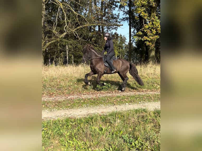 Caballos islandeses Yegua 5 años 138 cm Negro in Kumhausen