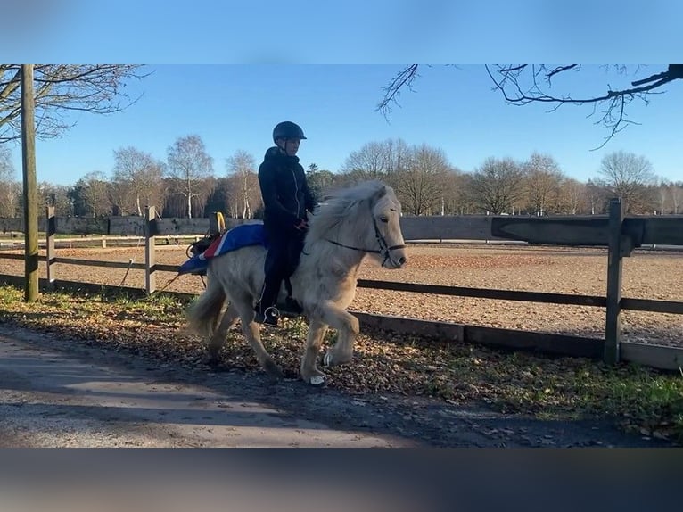 Caballos islandeses Yegua 5 años 138 cm Palomino in Schneverdingen