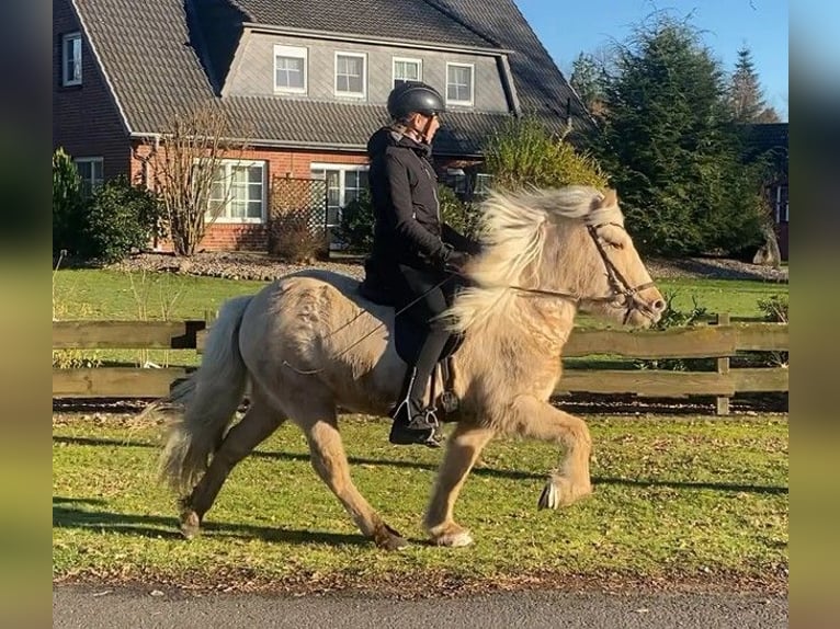 Caballos islandeses Yegua 5 años 138 cm Palomino in Schneverdingen