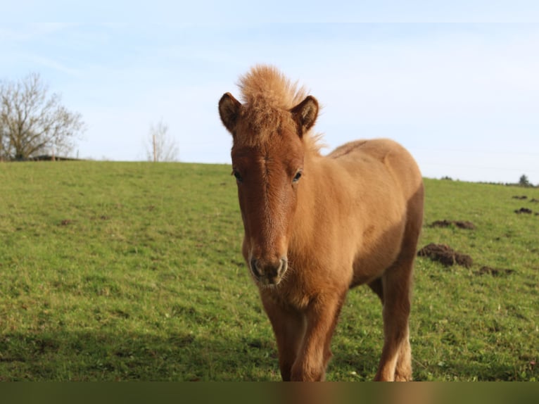 Caballos islandeses Yegua 5 años 138 cm Ruano alazán in Lennestadt
