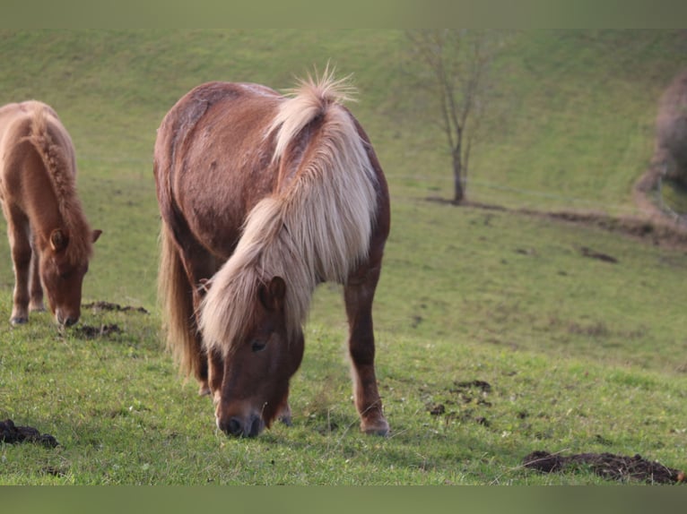 Caballos islandeses Yegua 5 años 138 cm Ruano alazán in Lennestadt