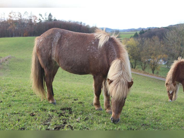 Caballos islandeses Yegua 5 años 138 cm Ruano alazán in Lennestadt