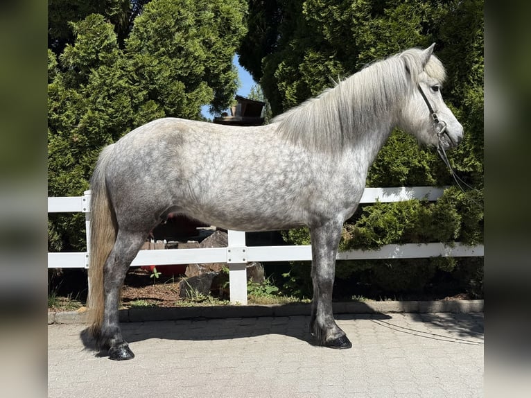 Caballos islandeses Yegua 5 años 138 cm Tordo in Lochen am See
