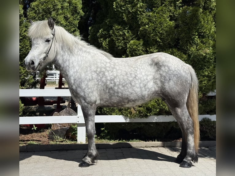Caballos islandeses Yegua 5 años 138 cm Tordo in Lochen am See