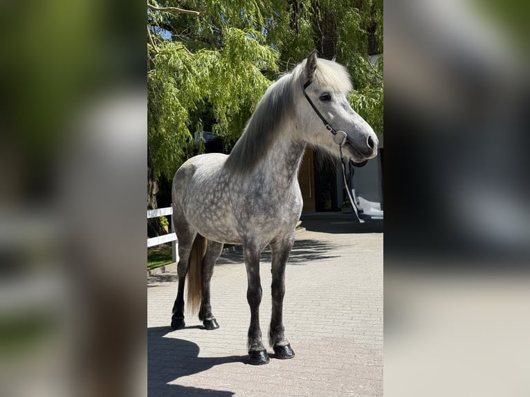 Caballos islandeses Yegua 5 años 138 cm Tordo in Lochen am See
