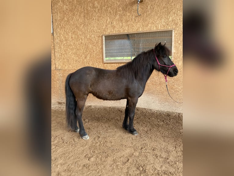 Caballos islandeses Yegua 5 años 139 cm Negro in Schwarzenbruck