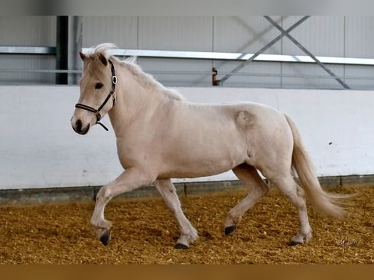 Caballos islandeses Yegua 5 años 139 cm Palomino in Königswinter