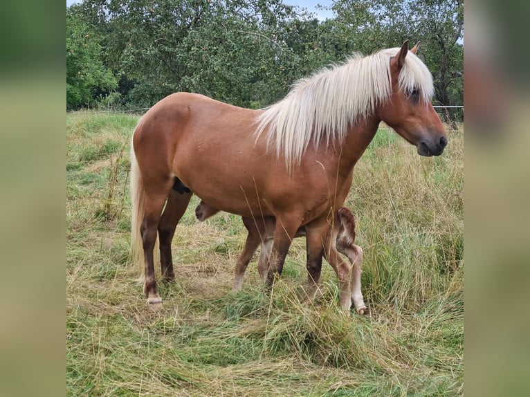 Caballos islandeses Yegua 5 años 140 cm in Aichtal