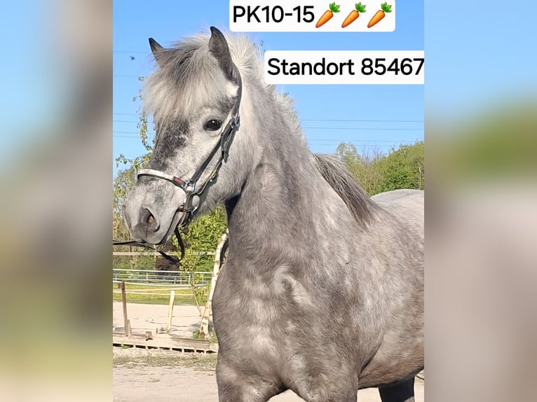 Caballos islandeses Yegua 5 años 140 cm Musgo in Neuching