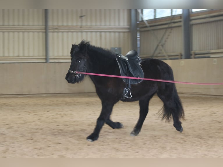 Caballos islandeses Yegua 5 años 140 cm Negro in Schmelz