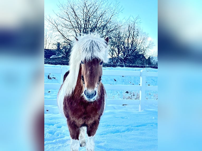 Caballos islandeses Yegua 5 años 140 cm Pío in Lehmrade