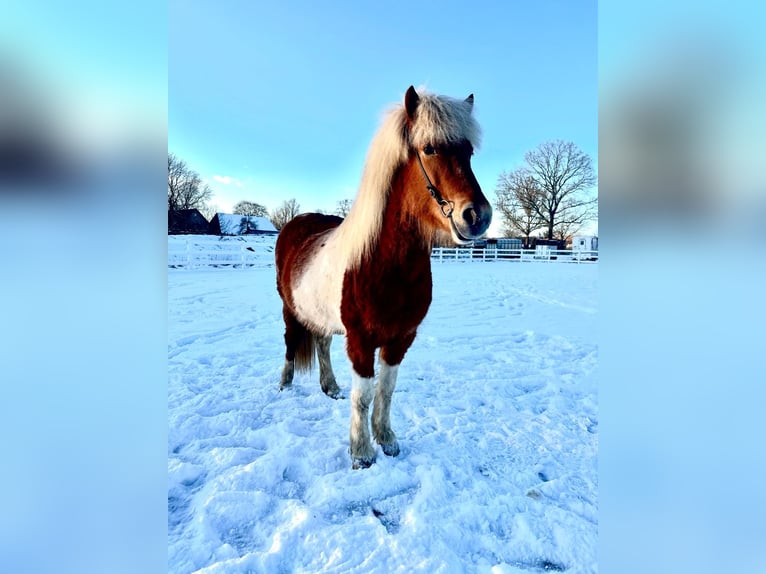 Caballos islandeses Yegua 5 años 140 cm Pío in Lehmrade