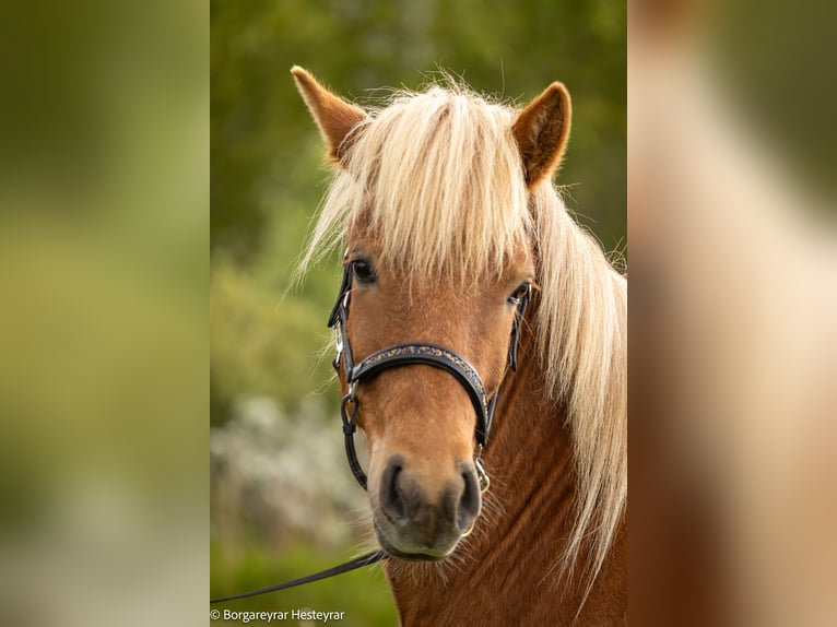 Caballos islandeses Yegua 5 años 141 cm Alazán-tostado in Hvolsvöllur
