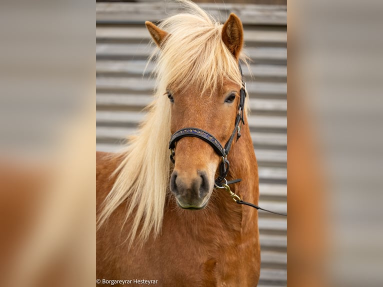 Caballos islandeses Yegua 5 años 141 cm Alazán-tostado in Hvolsvöllur