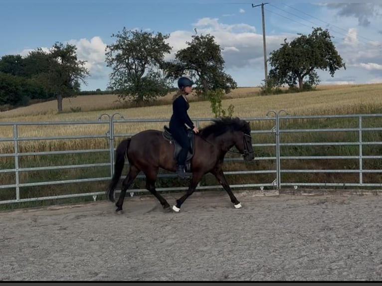 Caballos islandeses Yegua 5 años 141 cm Negro in Sinntal-Schwarzenfels