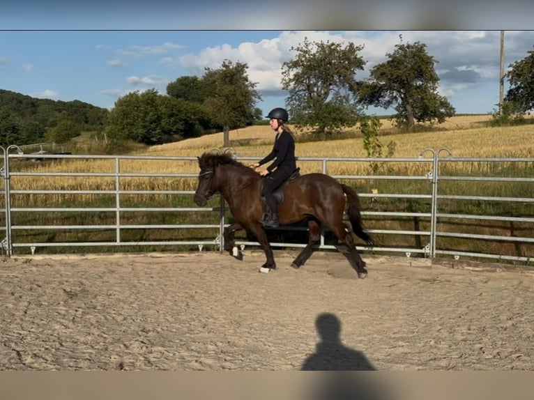 Caballos islandeses Yegua 5 años 141 cm Negro in Sinntal-Schwarzenfels