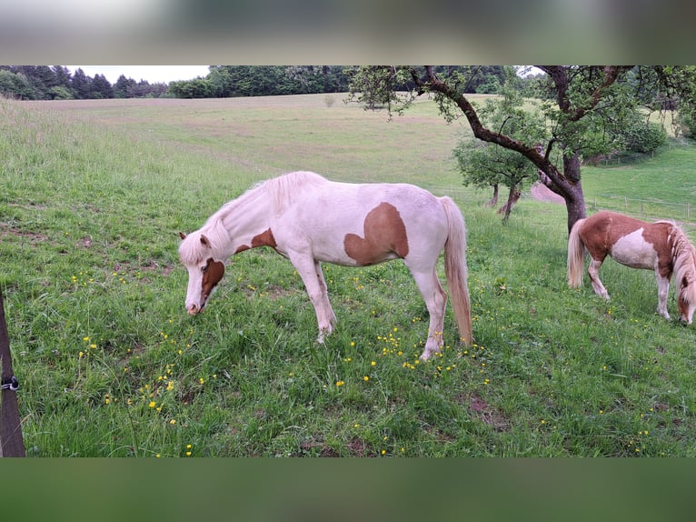 Caballos islandeses Yegua 5 años 141 cm Pío in Oberzent