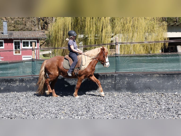 Caballos islandeses Yegua 5 años 142 cm Alazán in Wetzlar