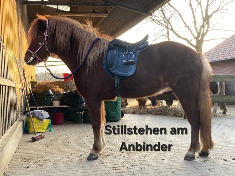 Caballos islandeses Yegua 5 años 142 cm Alazán in Lemgo