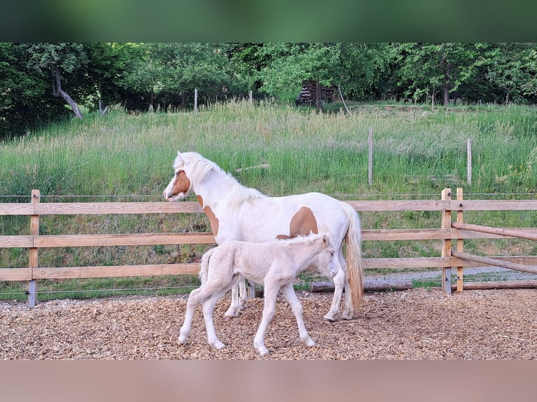 Caballos islandeses Yegua 5 años 142 cm Pío in Oberzent