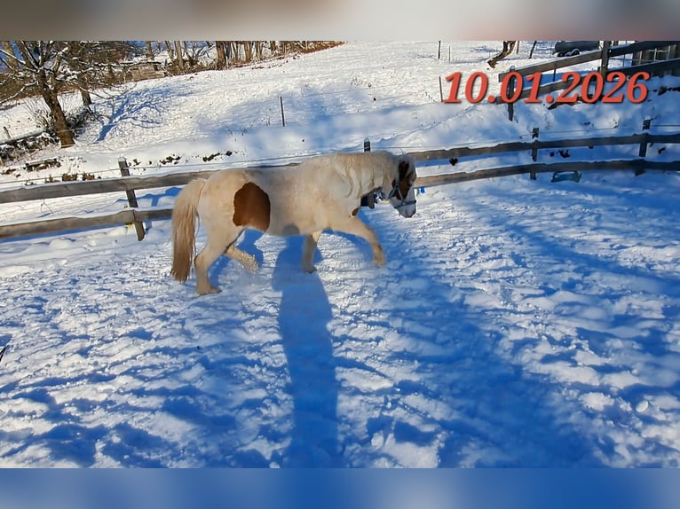 Caballos islandeses Yegua 5 años 142 cm Pío in Oberzent