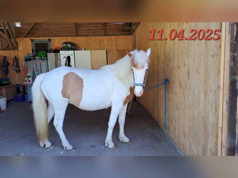 Caballos islandeses Yegua 5 años 142 cm Pío in Oberzent