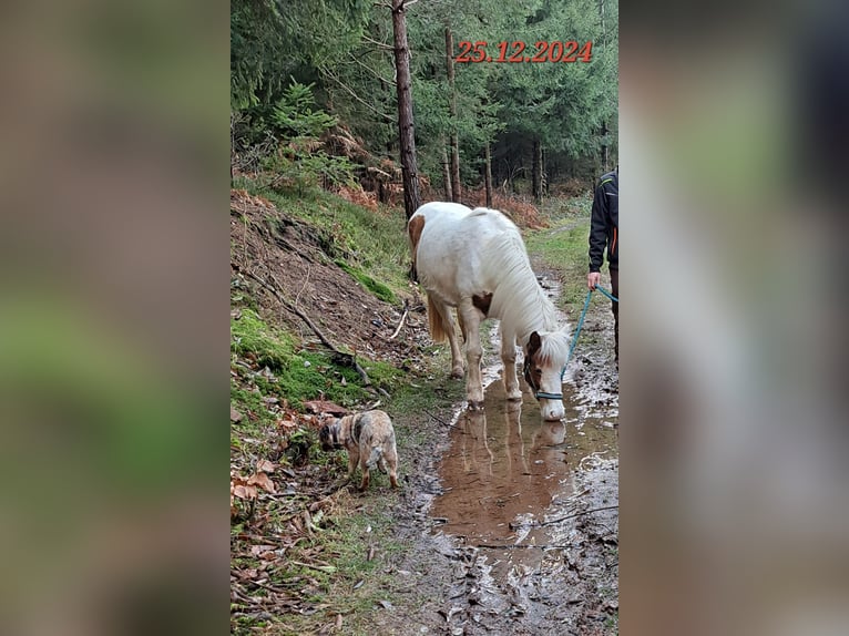 Caballos islandeses Yegua 5 años 142 cm Pío in Oberzent
