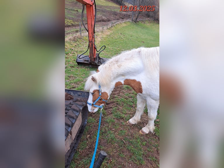 Caballos islandeses Yegua 5 años 142 cm Pío in Oberzent